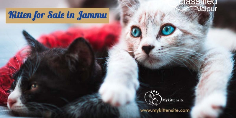 Find Purebred Kittens & Cats for sale in Jammu